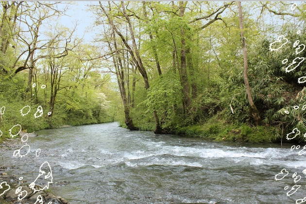 La Nivelle, rivière à truite du Pays basque, 64